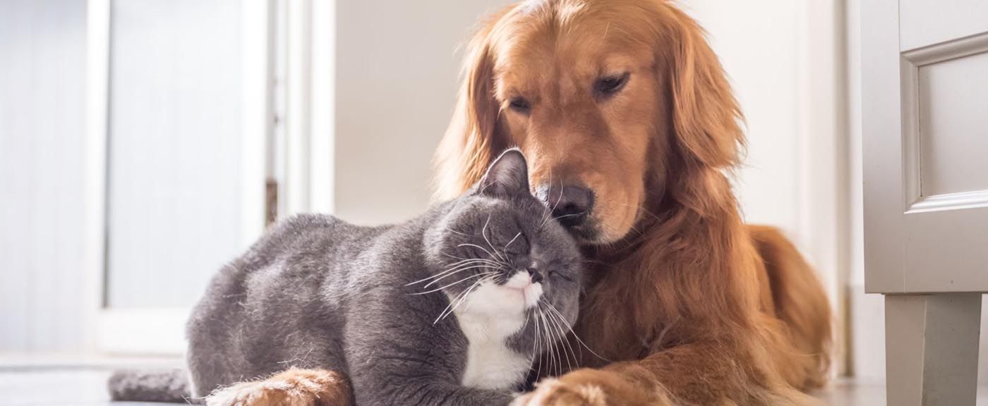 mascotas en el divorcio
