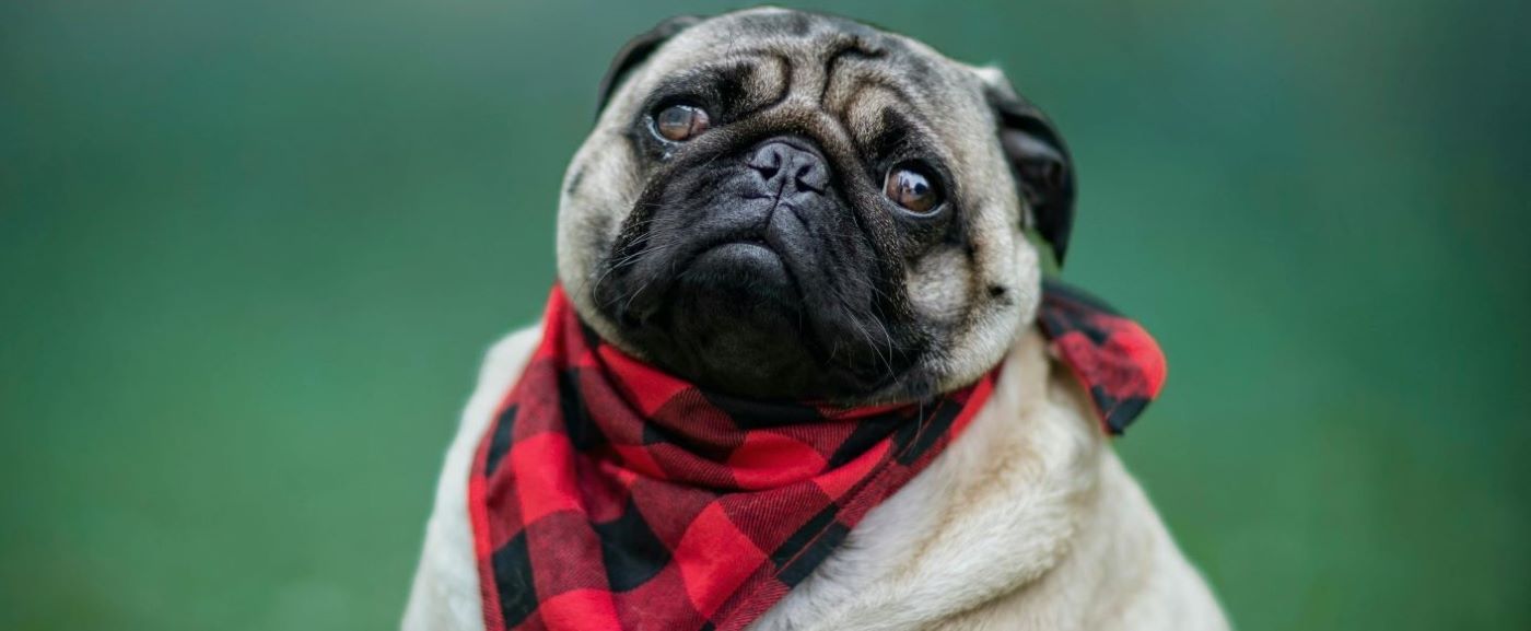 mascotas-en-el-divorcio-amistoso